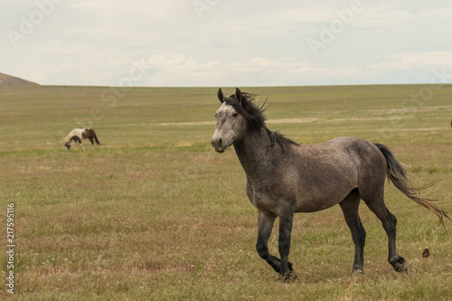 Majestic Wild Horse in Utah © natureguy