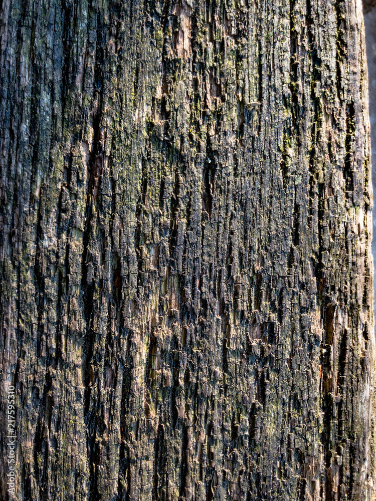 Wood Texture Wood Texture
