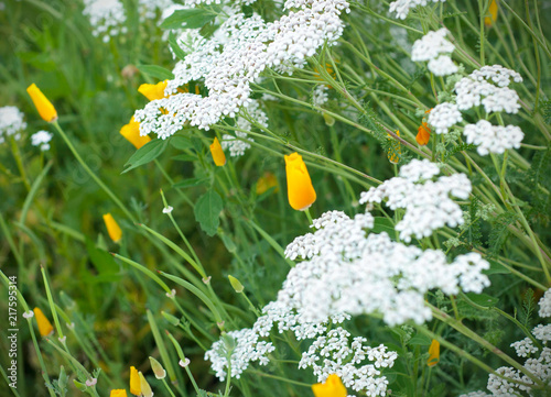 A close up view of white Achillea millefolium and yellow poppies flowers photo