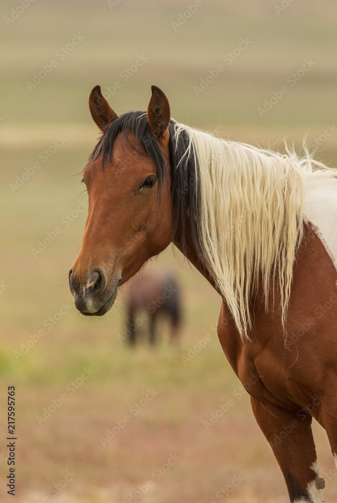Fototapeta premium Majestic Wild Horse in Utah
