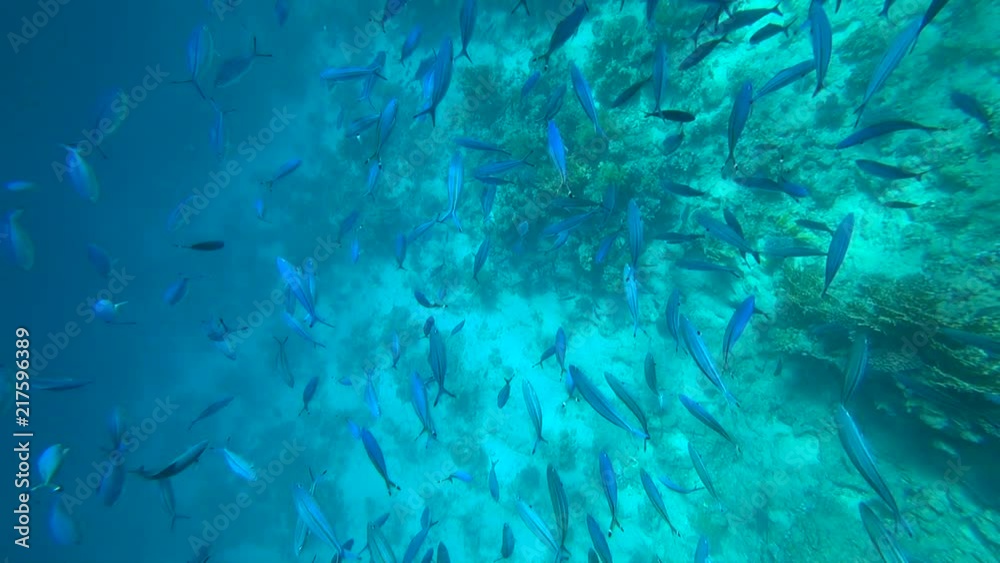 School of Yellowfin goatfish Mulloides vanicolensis