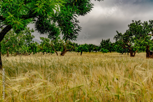 cornfield with olive trees