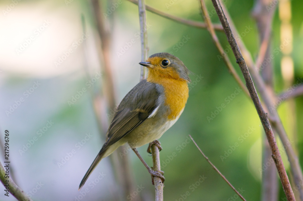 Robin bird on a branch