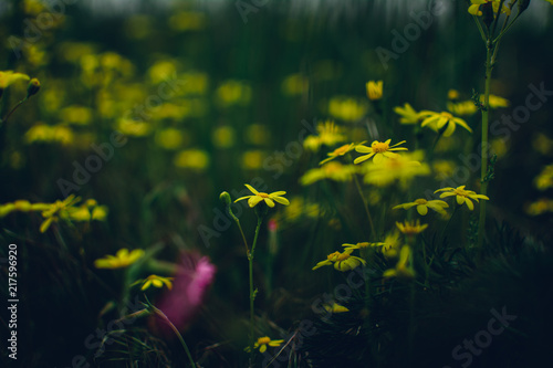 Yellow flowers in dark green grass