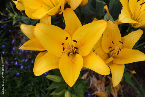 Yellow lily flower photo