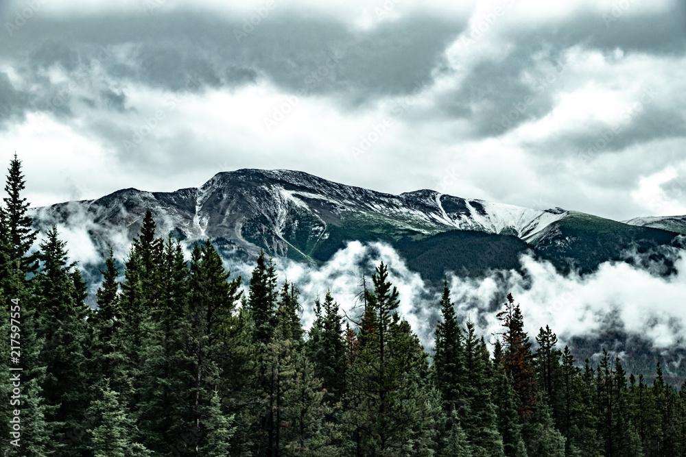 Obraz premium Mountains and Pines