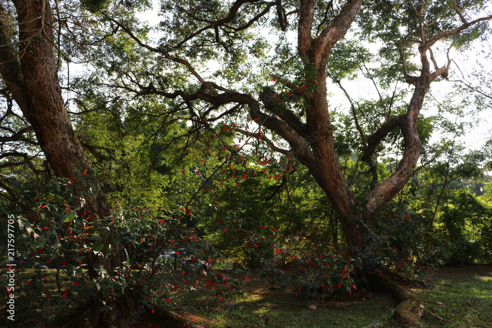 Obraz premium Paz florestal