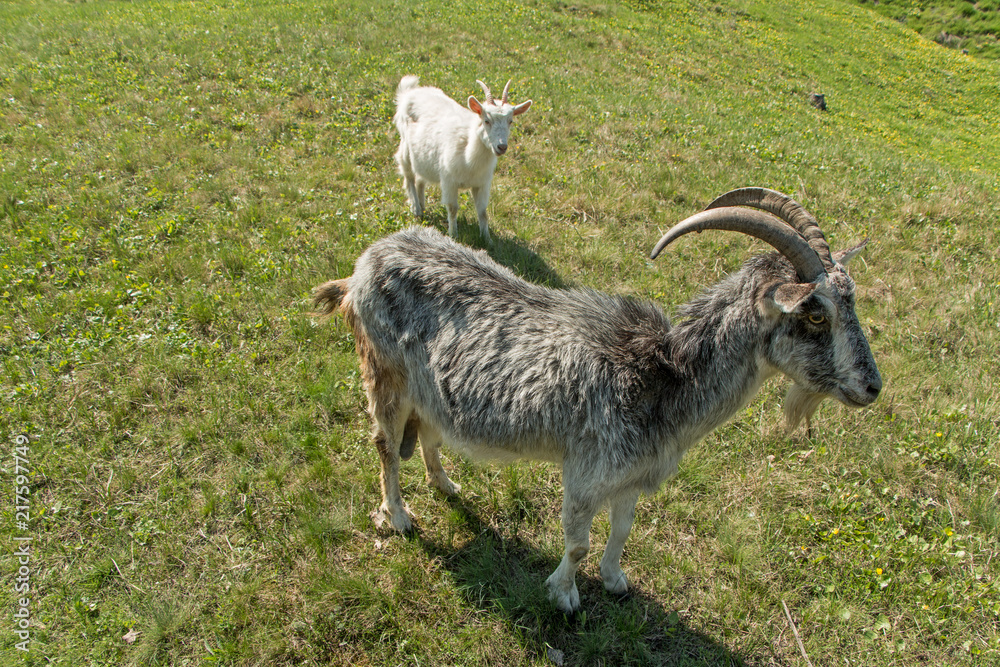 Fototapeta premium Gray Goat