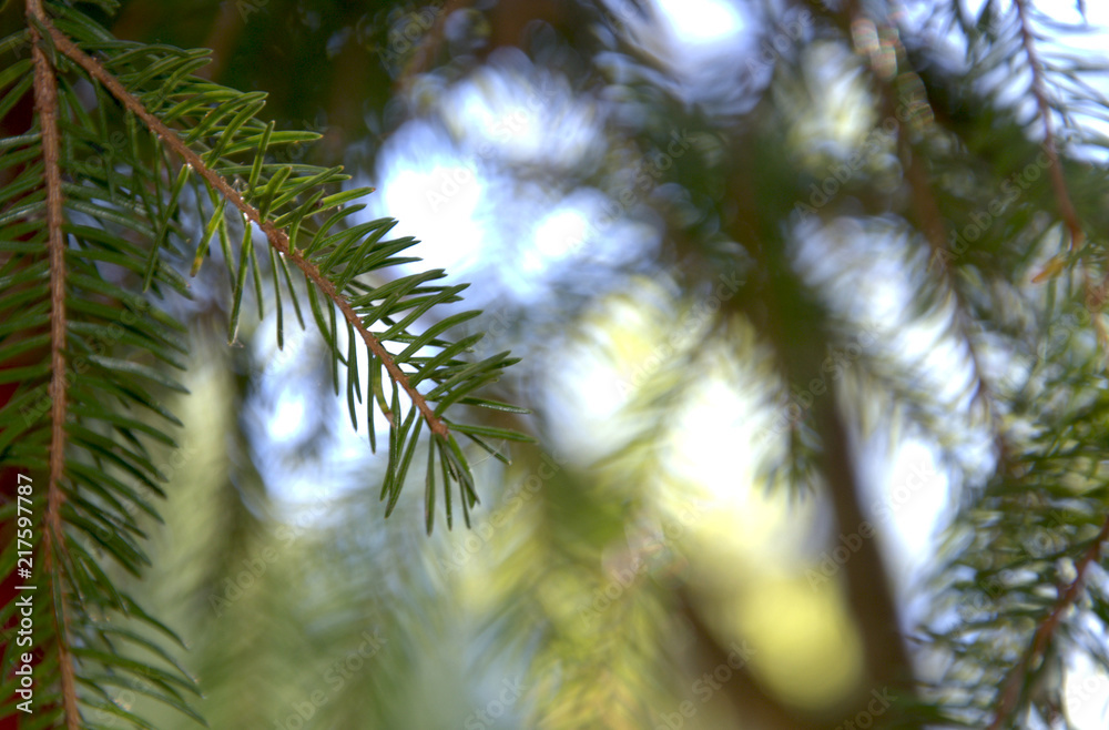Fototapeta premium Colorful green background, frame, with pine branches in the background.