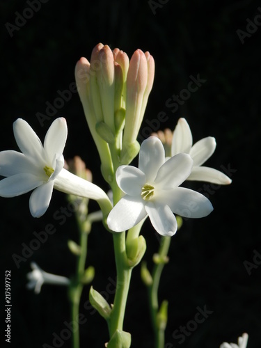 Fototapeta Naklejka Na Ścianę i Meble -  La tubéreuse