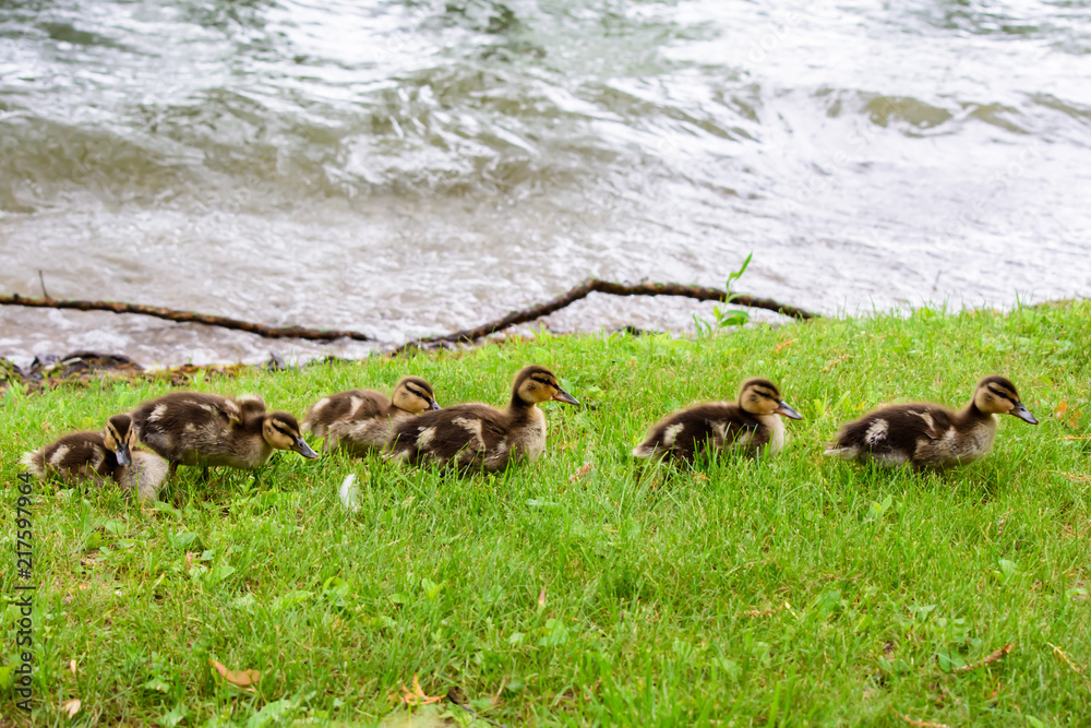 Row of ducks walking on grass near water with waves Row of ducks walking on grass near water with waves