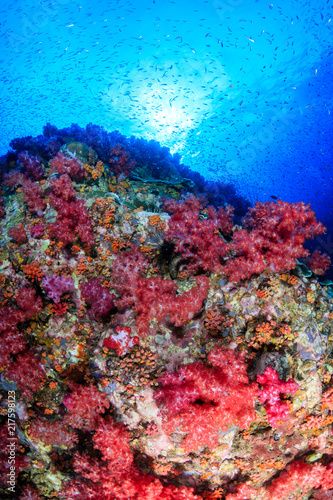 A beautiful tropical coral reef covered with fragile  delicate soft corals