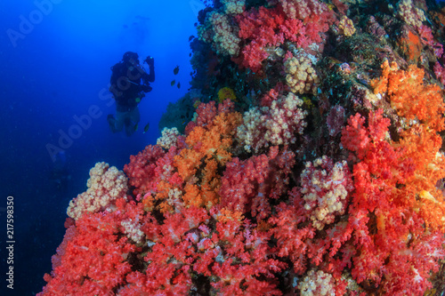 SCUBA diver exploring a colorful  healthy tropical coral reef