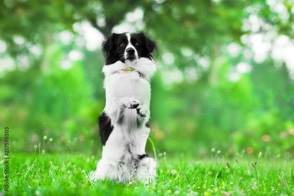 Cute Dog Cute Dog