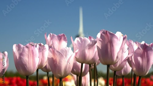Fiori tulipani coltivati in Olanda