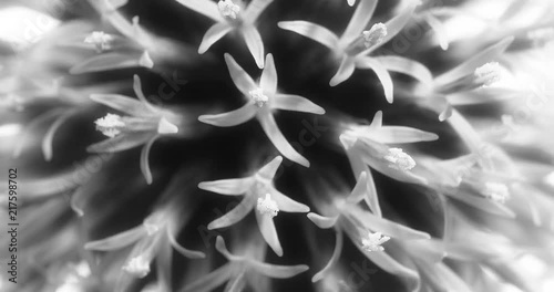 small globe thistle turning on a white background. A wonderful wild flower turns against a white background like a being from another galaxy, black and white and pointed shows her nature