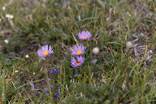 Fotografie Flowers of an Alpine aster (Aster alpinus)