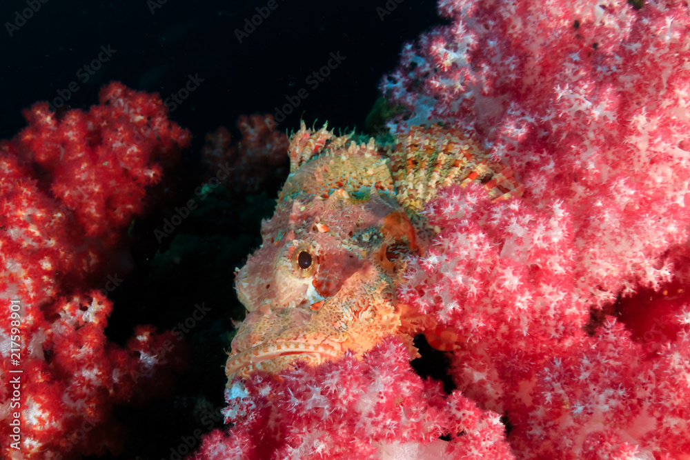 A Scorpionfish hiding amongst beautiful soft corals on a tropical coral reef in Myanmar
