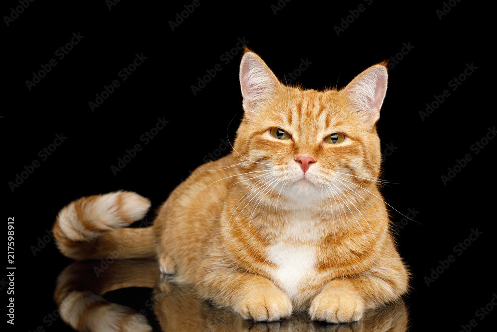 Lying Ginger Cat with squinting looks on Mirror Isolated Black background