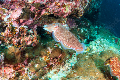 Cuttlefish on a dark, murky tropical coral reef in Asia