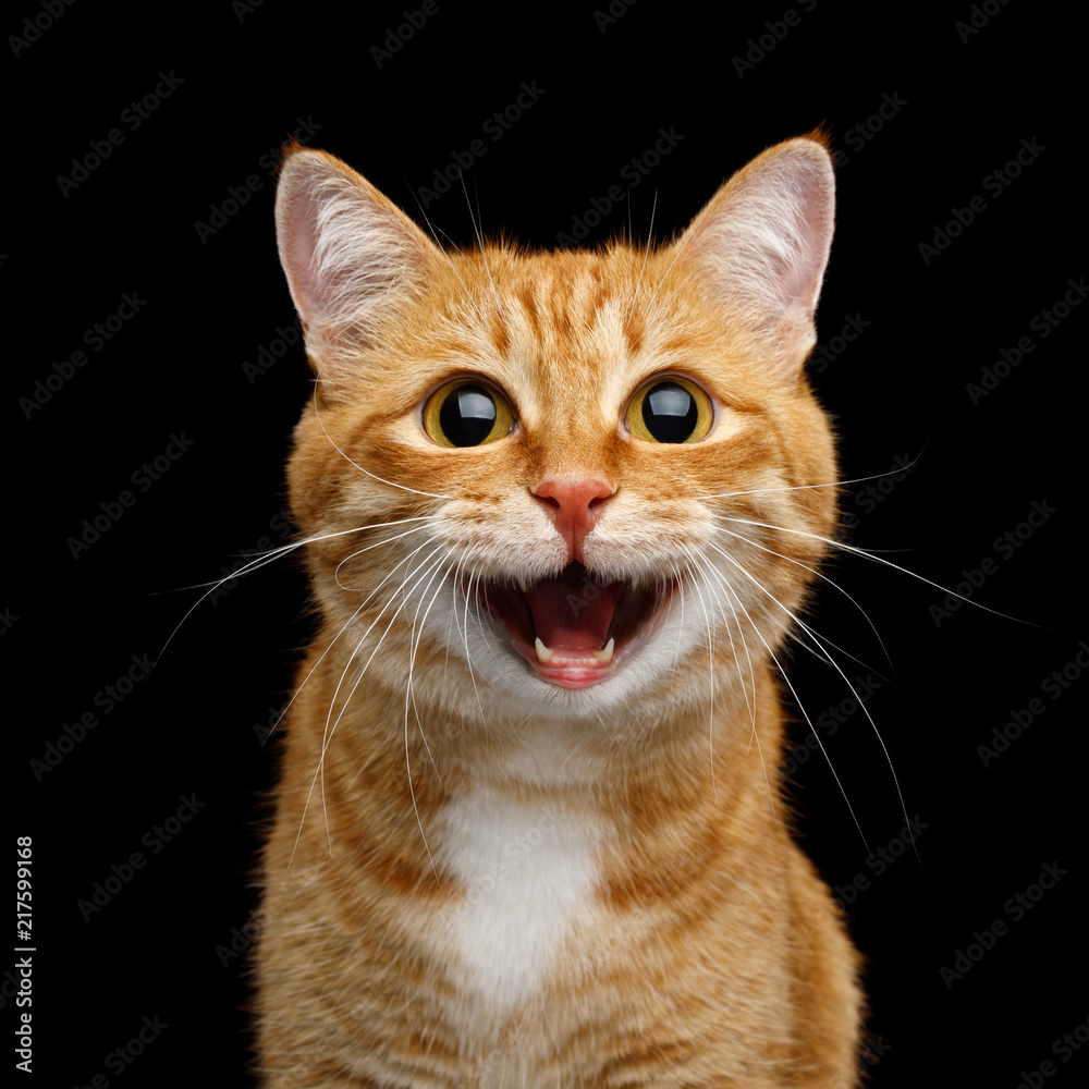 Naklejka premium Śmieszny portret Szczęśliwy Uśmiechnięty Imbirowy kot Wpatruje się z rozpieczętowanym usta i dużymi oczami na Odosobnionym Czarnym tle