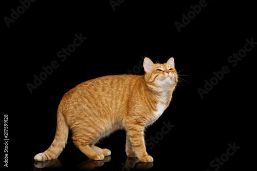 Adorable Ginger Cat Standing and looking up with pleased face on Isolated Black background, side view