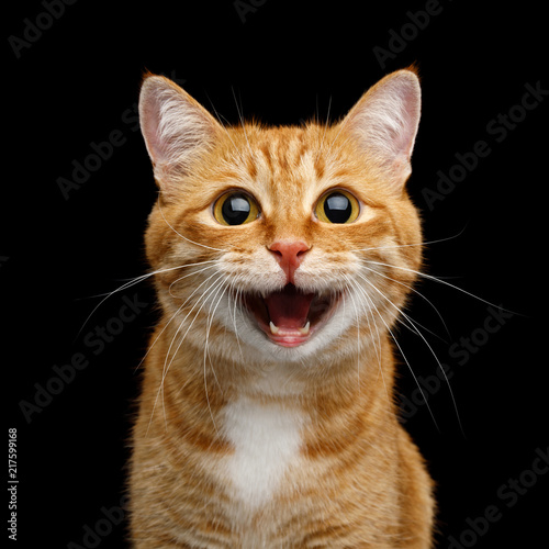 Fototapeta Naklejka Na Ścianę i Meble -  Funny Portrait of Happy Smiling Ginger Cat Gazing with opened Mouth and big eyes on Isolated Black Background