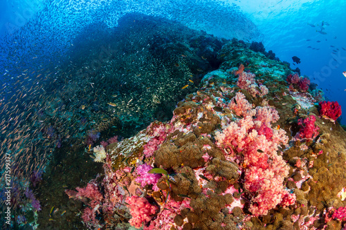 Fototapeta Naklejka Na Ścianę i Meble -  A brightly colored tropical coral reef in the Mergui Archipelago, Myanmar
