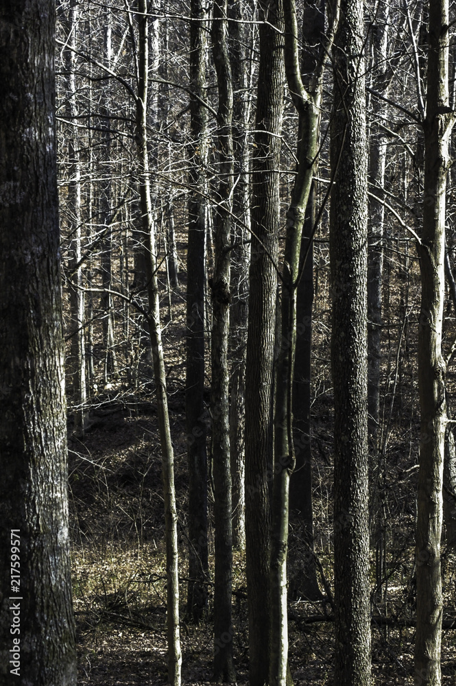 Fototapeta premium A wooded area invites contemplation