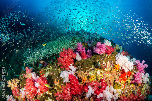 Fototapeta Naklejka Na Ścianę i Meble -  Colorful soft corals and tropical fish swarm around a thriving tropical coral reef in the Mergui Archipelago