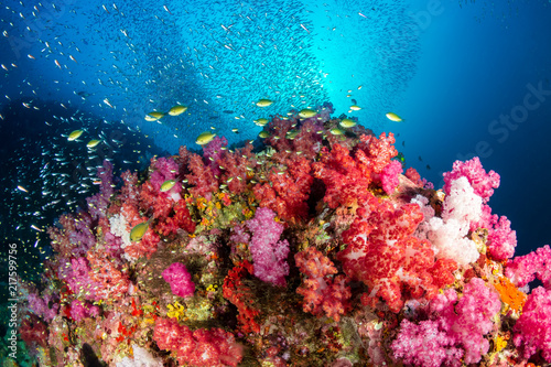 A beautiful  brightly colored tropical coral reef in a tropical ocean