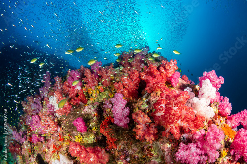 Fototapeta Naklejka Na Ścianę i Meble -  A beautiful, brightly colored tropical coral reef in a tropical ocean