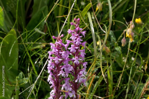 Early-purple orchid  Orchis mascula 