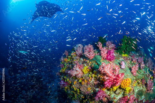 Fototapeta Naklejka Na Ścianę i Meble -  A beautiful, colorful tropical coral reef with background swimming Oceanic Manta Ray.