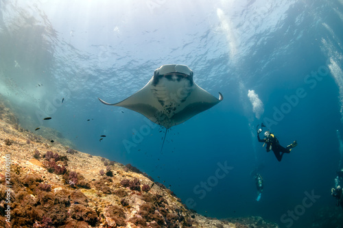 SCUBA divers photographing a huge Oceanic Manta Ray as it swims next to a tropical coral reef