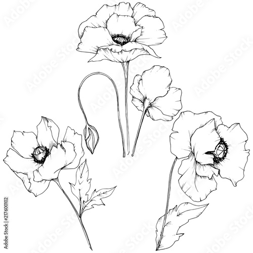 Wildflower poppy in a vector style isolated. Full name of the plant: poppy. Vector flower for background, texture, wrapper pattern, frame or border.