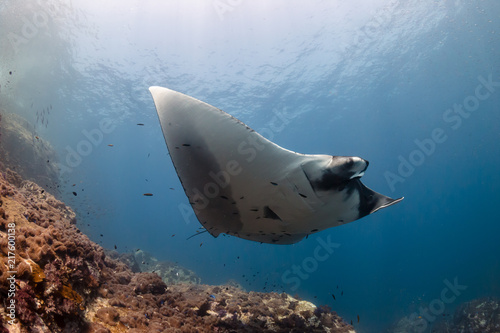 A majestic Oceanic Manta Ray swimming next to a tropical coral reef at Black Rock, Mergui Archipelago, Myanmar