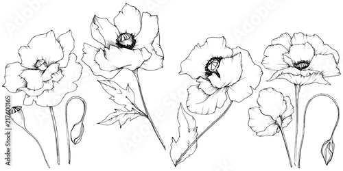 Wildflower poppy in a vector style isolated. Full name of the plant: poppy. Vector flower for background, texture, wrapper pattern, frame or border.