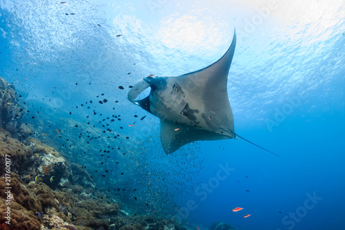 A beautiful Oceanic Manta Ray swimming in the ocean next to a tropical coral reef in the Mergui Archipelago © whitcomberd