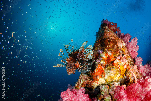 A beautiful Lionfish swimming next to a brightly colored, healthy tropical coral reef