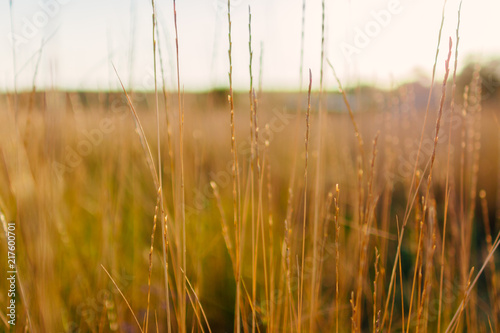 Grass summer warm bokeh