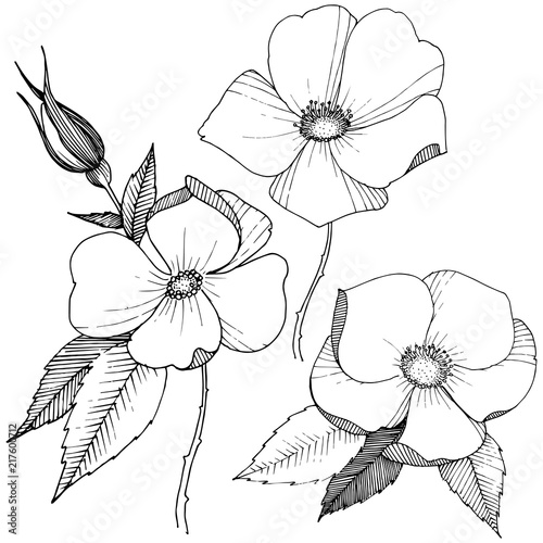 Wild rose in a vector style isolated. Full name of the plant: rose. Vector flower for background, texture, wrapper pattern, frame or border.