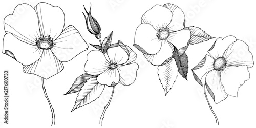Wild rose in a vector style isolated. Full name of the plant: rose. Vector flower for background, texture, wrapper pattern, frame or border.