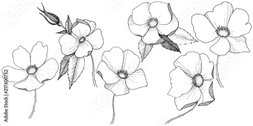 Wild rose in a vector style isolated. Full name of the plant: rose. Vector flower for background, texture, wrapper pattern, frame or border.