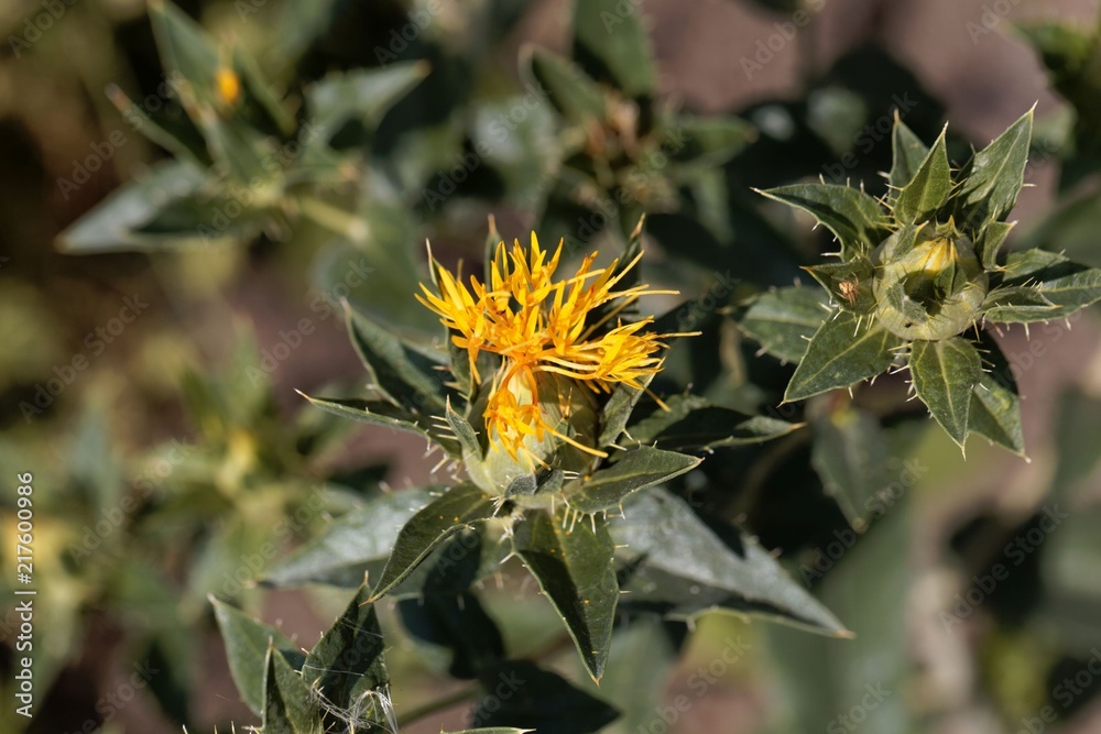 Flower of a safflower (Carthamus tinctorius) Flower of a safflower (Carthamus tinctorius)