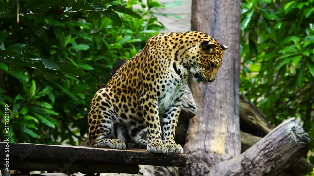 a leopard resting in a tree a leopard resting in a tree