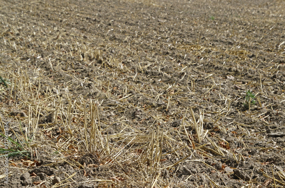 Dried out field with dead crops - global warming, climate change Dried out field with dead crops - global warming, climate change