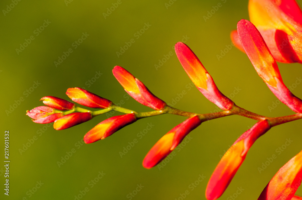 Montbretia orange flowers