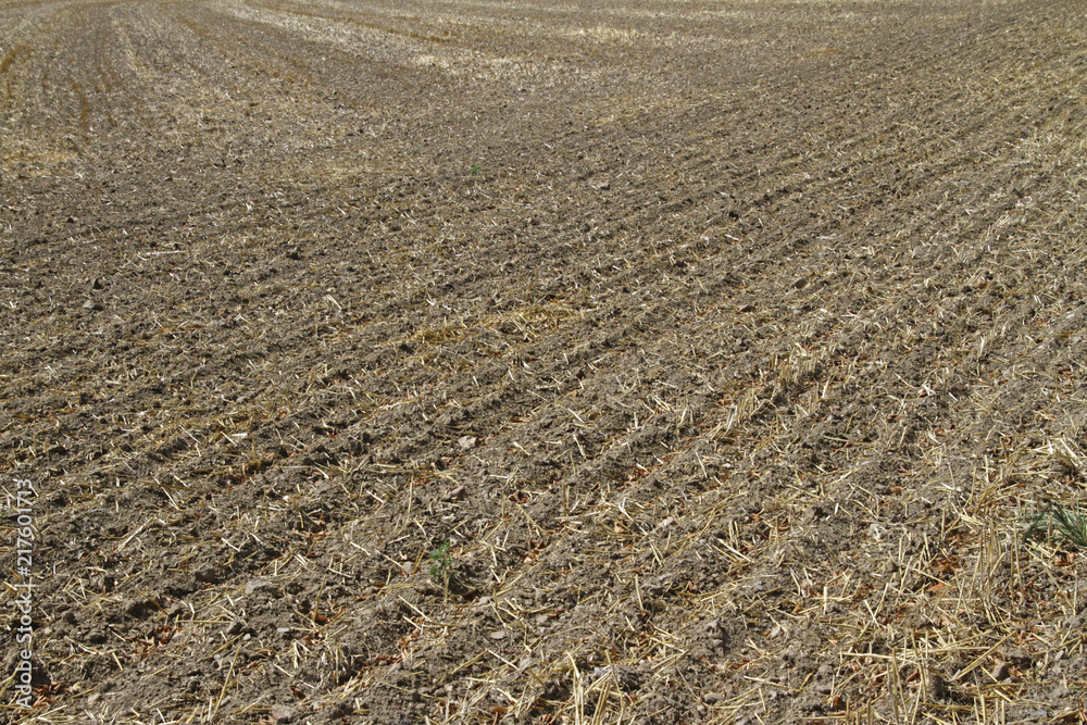 Dried out field with dead crops - global warming, climate change Dried out field with dead crops - global warming, climate change