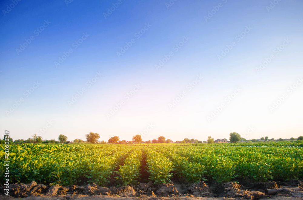 potato plantations grow in the field. vegetable rows. farming, agriculture. Landscape with agricultural land. crops